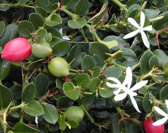 Natal Plum, Large Num Num Plant Cutting - Organic Fruit - Carissa macrocarpa - Garden Evergreen Hedge Shrub - Baby Bonsai Plants - Homestead