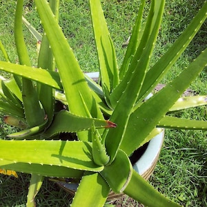 1 Pound Fresh Organic Aloe Vera Leaf: Natural Home Remedies
