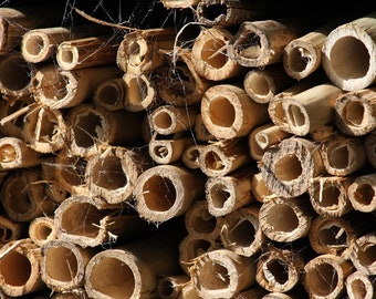 1/8 livre de bambou biologique coupé tiges piquets pièces tranches poteaux coupés à la main carillons éoliens naturels artisanat floral jardin fournitures décor bricolage bois à mâcher