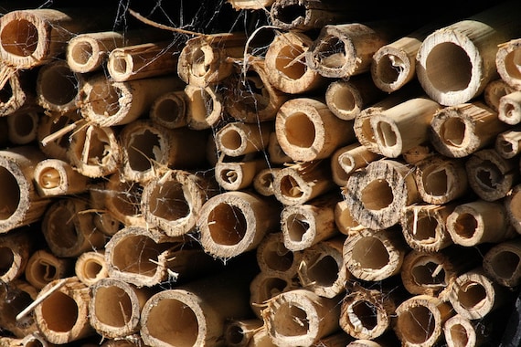 36 Organic Bamboo Rods Stakes Poles All Natural Wind Chimes Craft Floral Gardening Supplies Decor DIY Wand Wood Frames Art Hand Made Marker
