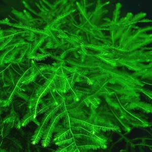 May include: A close-up of a vibrant green aquatic plant with delicate, feathery leaves. The plant is densely packed, creating a lush and textured appearance.