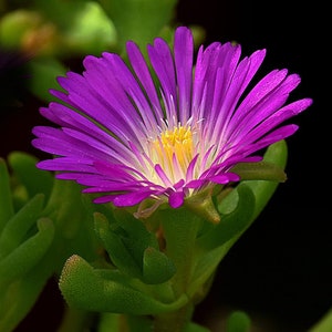 4x Purple Carpobrotus Cuttings Ice Plant Pig Face Sour Fig Hottentot Fig Flowering Ground Succulent Fruit Africa Australia South America