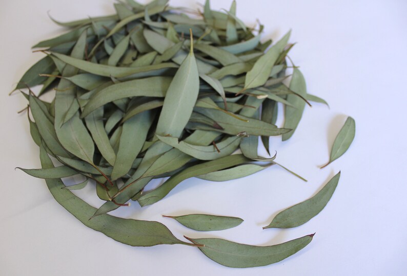 5 Oz Organic Eucalyptus Leaves on Branches Fresh or Dry Bulk Etsy
