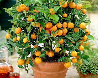 2 Calamansi Lime Citrus Fruit Tree CUTTINGS Non-GMO Natural Bonsai Food Plant - Homestead Garden Heirloom Gift Philippine Lemon Sour Orange