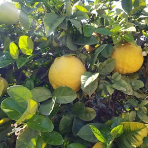 5 Ponderosa Lemon Tree Cuttings: Organic Giant Citrus for Homestead Garden