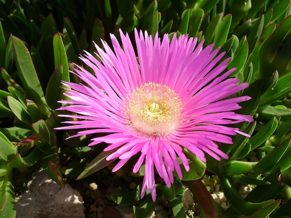 1 Carpobrotus Cutting And 1 Natal Plum Cutting 2 Pack Deal Etsy