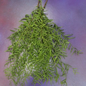 5 oz Organic Loose Peruvian California Pepper Tree Leaves Fresh or Dry Bulk Incense Smudge Herbal Tea Magic Witchcraft Herbs Occult image 5