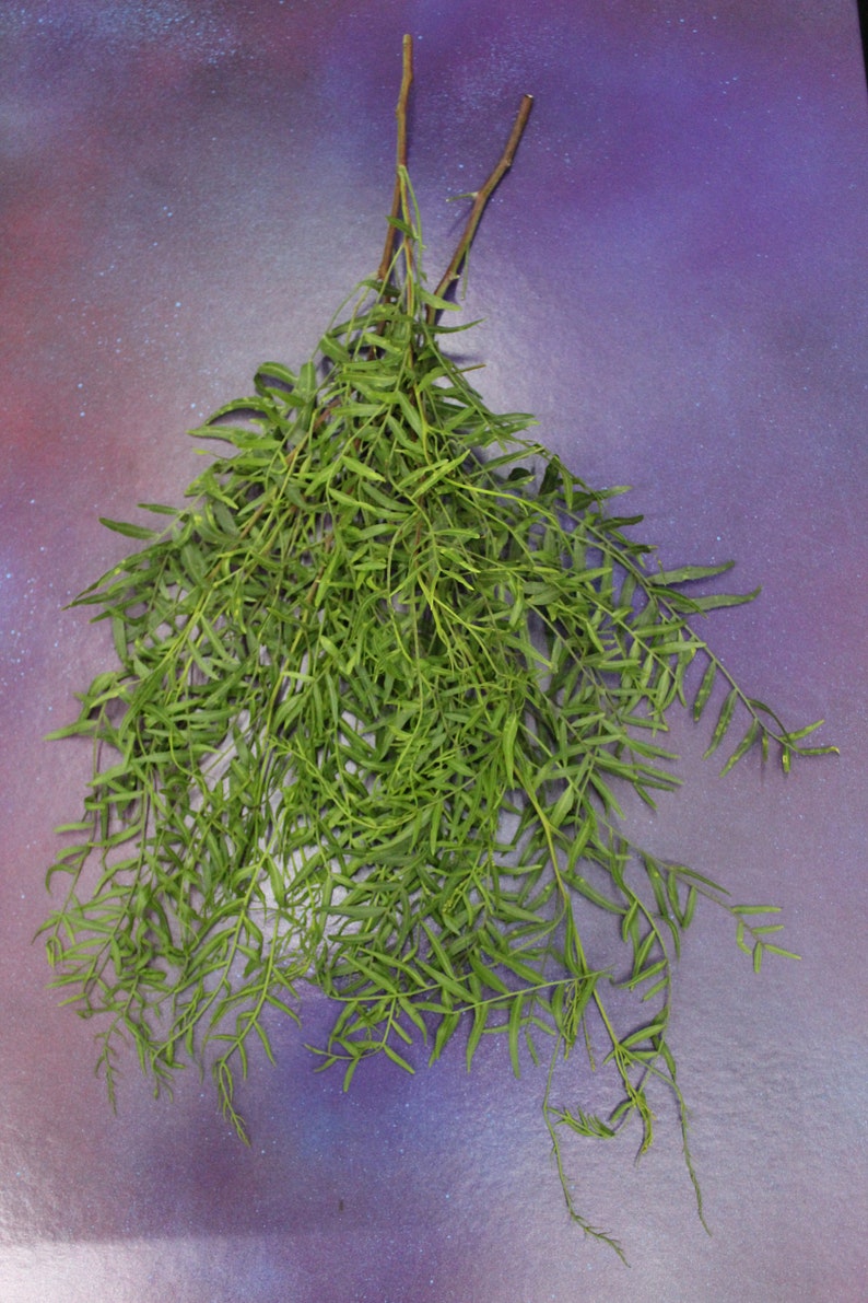 5 oz Organic Loose Peruvian California Pepper Tree Leaves Fresh or Dry Bulk Incense Smudge Herbal Tea Magic Witchcraft Herbs Occult image 5