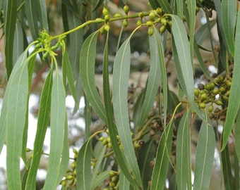 2 oz Organic Loose Eucalyptus Leaves - Fresh or Dry - Bulk Incense Smudge - Herbal Tea - Perfume Supplies - Magic Witchcraft Herbs Occult