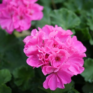 Pink Geranium Cutting: Scented Perennial Herb