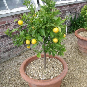 Meyer Lemon Fruit Tree CUTTING Indoor or Outdoor Organic Gardening, Pesticide-Free Tropical Citrus Plants Easy to Grow Year-Round Homestead