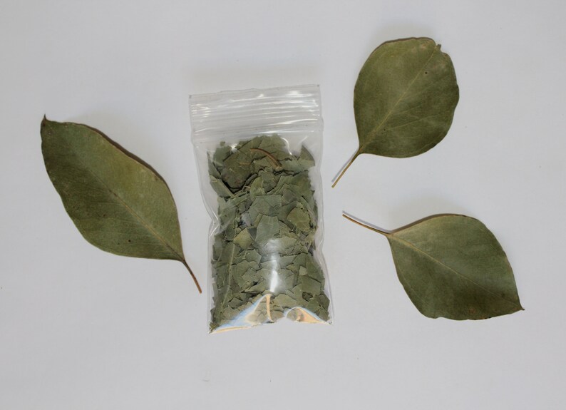 Sample Organic Eucalyptus Leaves on Branches Fresh or Dry Bulk Etsy