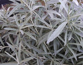 0.5oz Organic Prairie Sage, White Sagebrush Loose Leaves - Fresh - Bulk Incense Smudge Herbal Tea Magic Witchcraft Herbs Occult