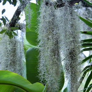 Fresh Organic Spanish Moss: Natural Garden & Craft Supply