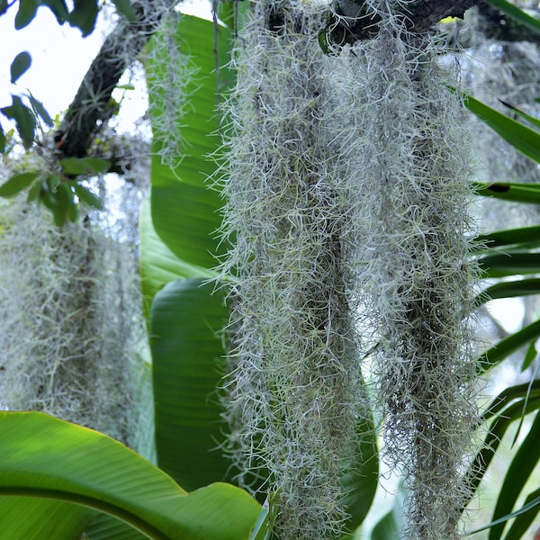 1oz Fresh Organic Spanish Moss - Tillandsia usneoides - All Natural Garden & Craft Supplies - Flower Bedding - Living Mulch - Plants - SALE