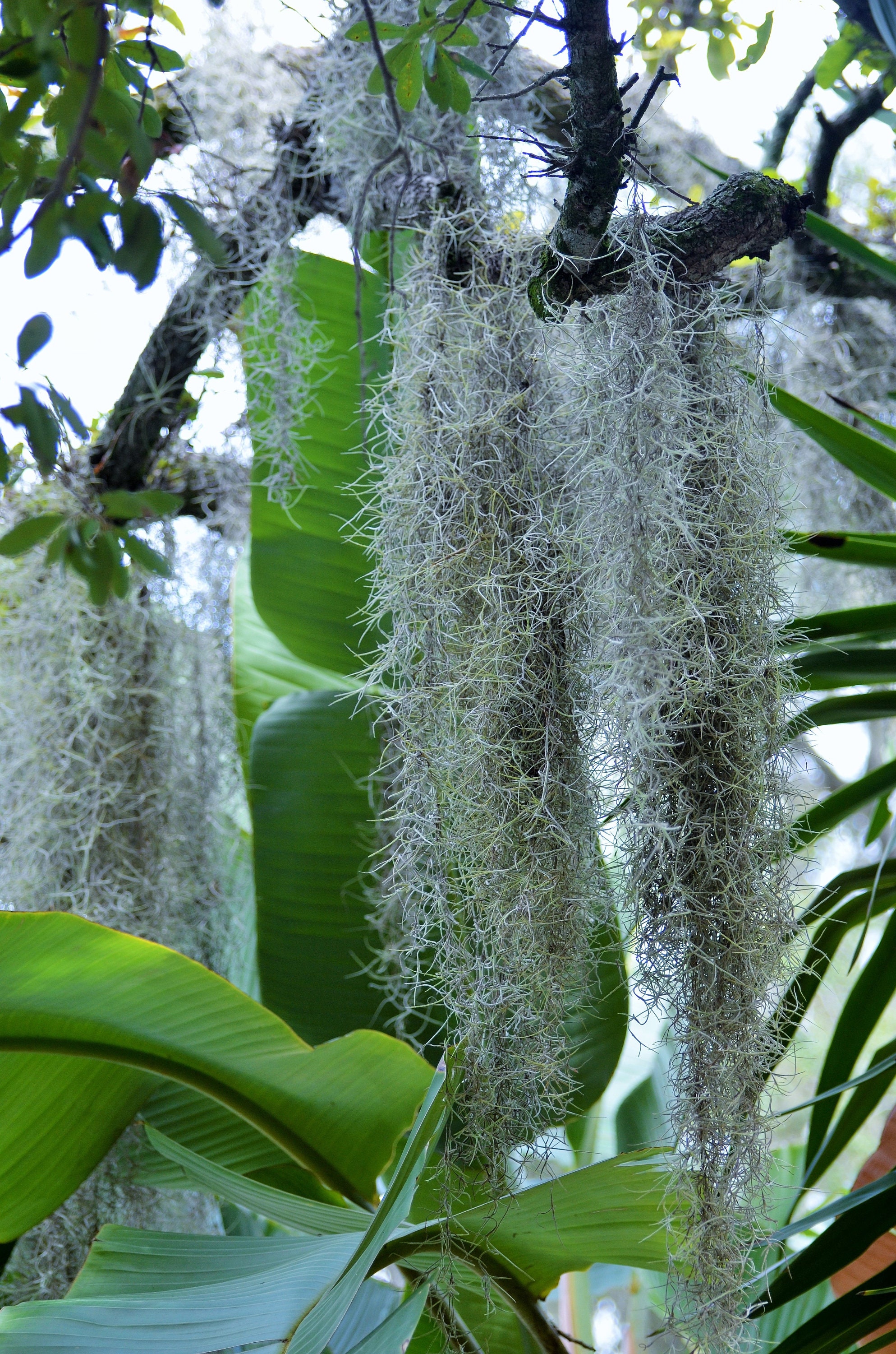 Spanish Moss Hanging Bush 