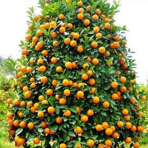 Op de afbeelding: Een grote sinaasappelboom beladen met rijpe, helder oranje vruchten. De boom is vol en weelderig met groene bladeren.