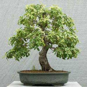 10 Brazilian Pepper Tree CUTTINGS (Schinus terebinthifolia) Bonsai Plant Hedge Natural Homestead Non-GMO Organic Herbs & Herbal Incense Leaf