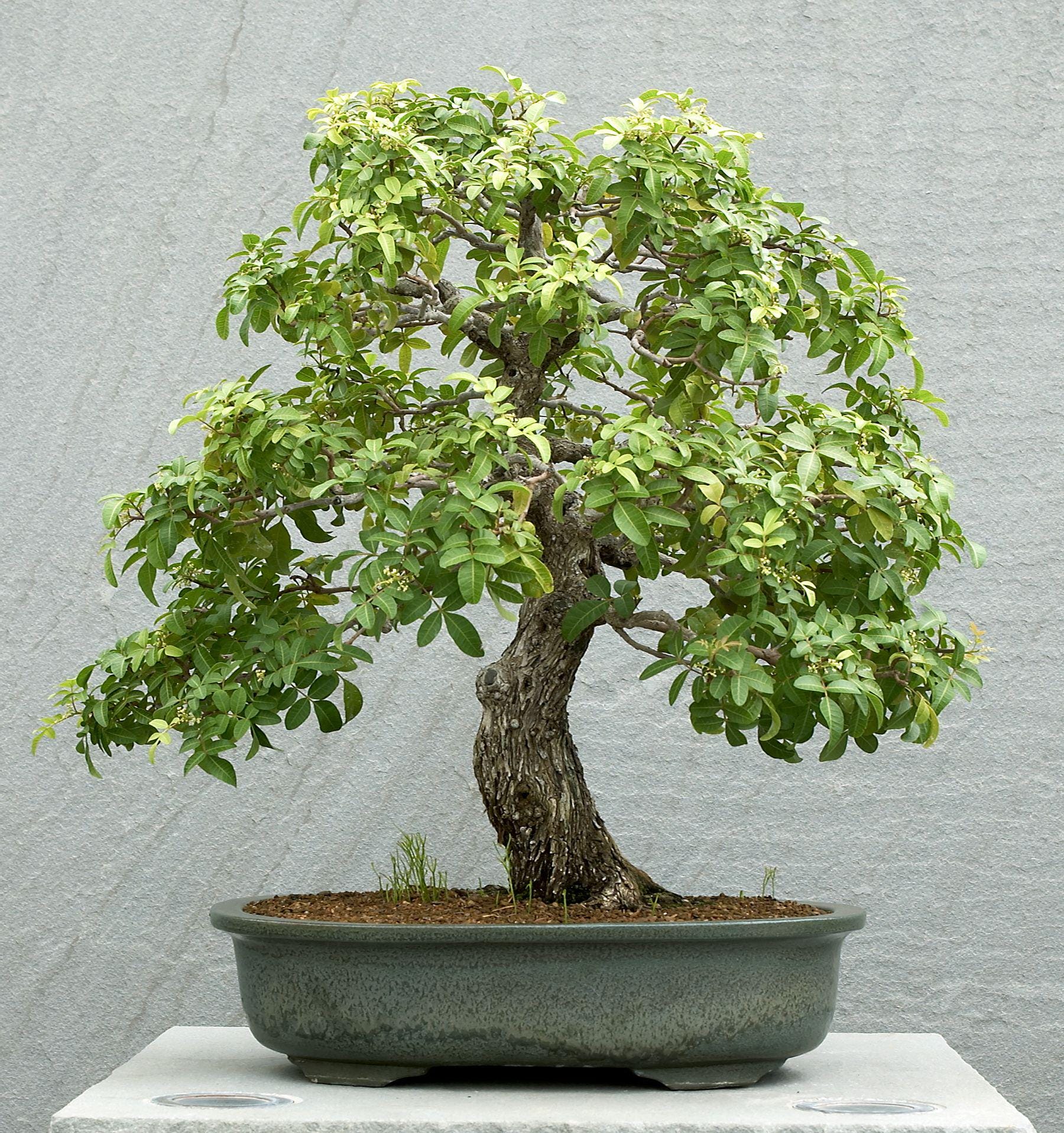 10+ Brazilian Pepper Tree Seeds (Schinus terebinthifolia) Bonsai Plant Hedge Natural Homestead Non-GMO Organic Herbs & Herbal Incense Leaf