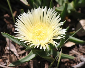 4x Yellow Carpobrotus Cuttings Ice Plant Pig Face Sour Fig Hottentot Fig Flowering Ground Succulent Fruit Africa Australia South America