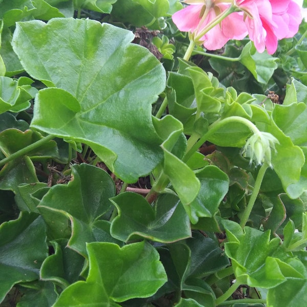 Pink Geranium (Pelargonium) Cuttings - Flowering Plant Storksbills Cranesbill Perennials Scented Ornamental Medicinal Herb Magic Witchcraft