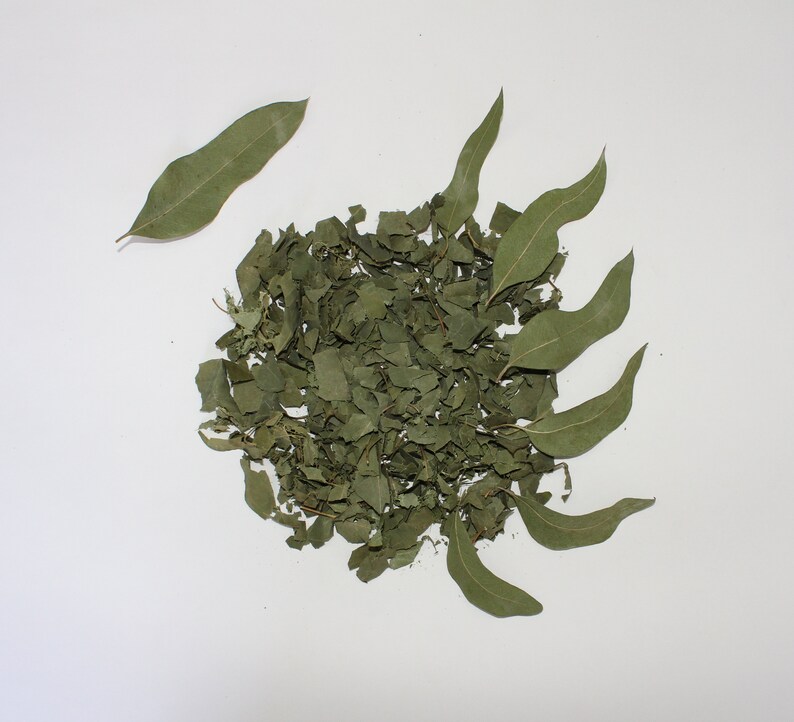 5 Oz Organic Eucalyptus Leaves on Branches Fresh or Dry Bulk Etsy