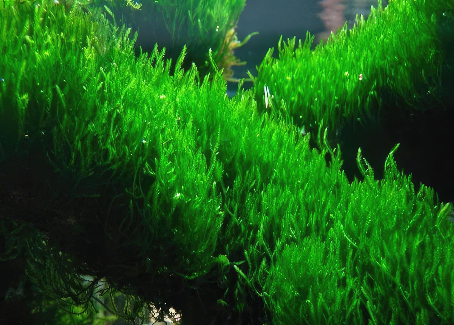 Live Java Moss Live Java Moss Starter Batch: Aquarium Plant for Fish, Snails ...