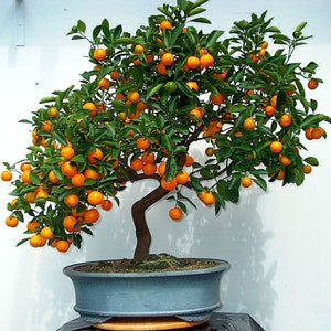 Organic Mandarin Orange Seeds: Non-GMO Heirloom Citrus Bonsai