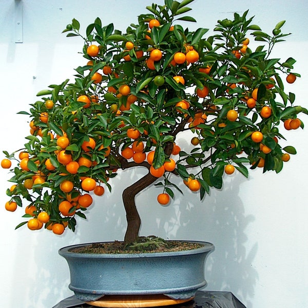 Organic Mandarian Orange Seeds Citrus Fruit Tree Seed Non-GMO All Natural Bonsai Food Plant - Homestead Garden Heirloom Farming Gift