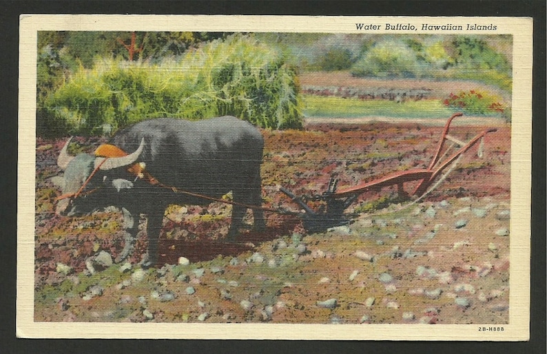 Linen Postcard 1470 In Hawaii the Old Way of Plowing the Fields was to Use Water Buffalo