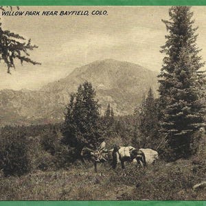 Alte Ansichtskarte - Mann auf dem Pferd mit Rudeltier in Willow Park in der Nähe von Bayfield, Colorado (3305)