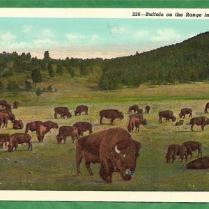 Cartão postal vintage - Um rebanho de búfalos pastando pacificamente na cordilheira das Montanhas Rochosas (2817)