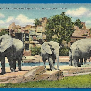 Lino cartolina - elefanti nel parco zoologico di Chicago Brookfiefd, Illinois (1856)