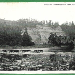 Puede incluir: Una postal vintage en blanco y negro que muestra una manada de ganado vadeando un río poco profundo. El río está rodeado de árboles y una ladera rocosa y empinada. El texto de la postal dice "Forks of Cattaraugus Creek, Gowanda, N.Y."