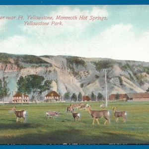 Carte postale Vintage - cerf près de Fort Yellowstone, Mommoth Hot Springs, dans le Wyoming (1811)
