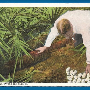 Vintage Postcard -  A Man Investigating a Nest of Alligator Eggs in Florida  (2279)