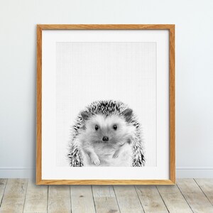 May include: Black and white illustration of a hedgehog with a cute expression. The hedgehog is curled up in a ball, with its spines visible. The background is white.
