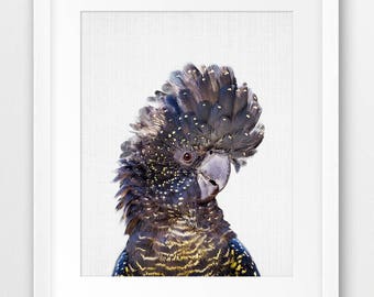 May include: A black and yellow cockatoo with a black crest and a white face. The bird is looking to the right of the image.