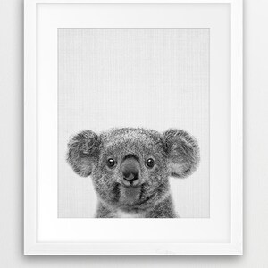 Puede incluir: Fotograf&iacute;a en blanco y negro de un koala mirando directamente a la c&aacute;mara. El koala tiene un aspecto suave y peludo y orejas grandes y redondas.