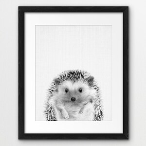 May include: Black and white photograph of a hedgehog with a white background. The hedgehog is facing the camera and has a round, fluffy body with small, black eyes.