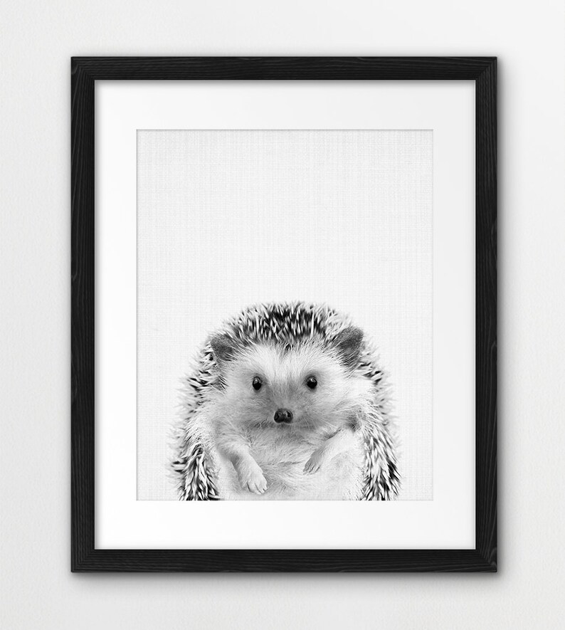 May include: Black and white photograph of a hedgehog with a white background. The hedgehog is facing the camera and has a round, fluffy body with small, black eyes.