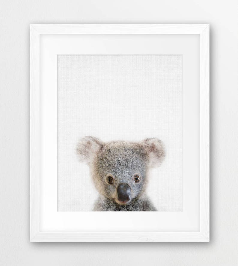 May include: A close-up portrait of a koala bear with soft, gray fur. The koala has large, dark eyes and a small, black nose. The background is a light gray.