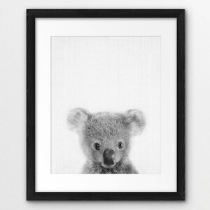 May include: Black and white photo of a koala bear looking directly at the camera. The koala is framed in a black picture frame.