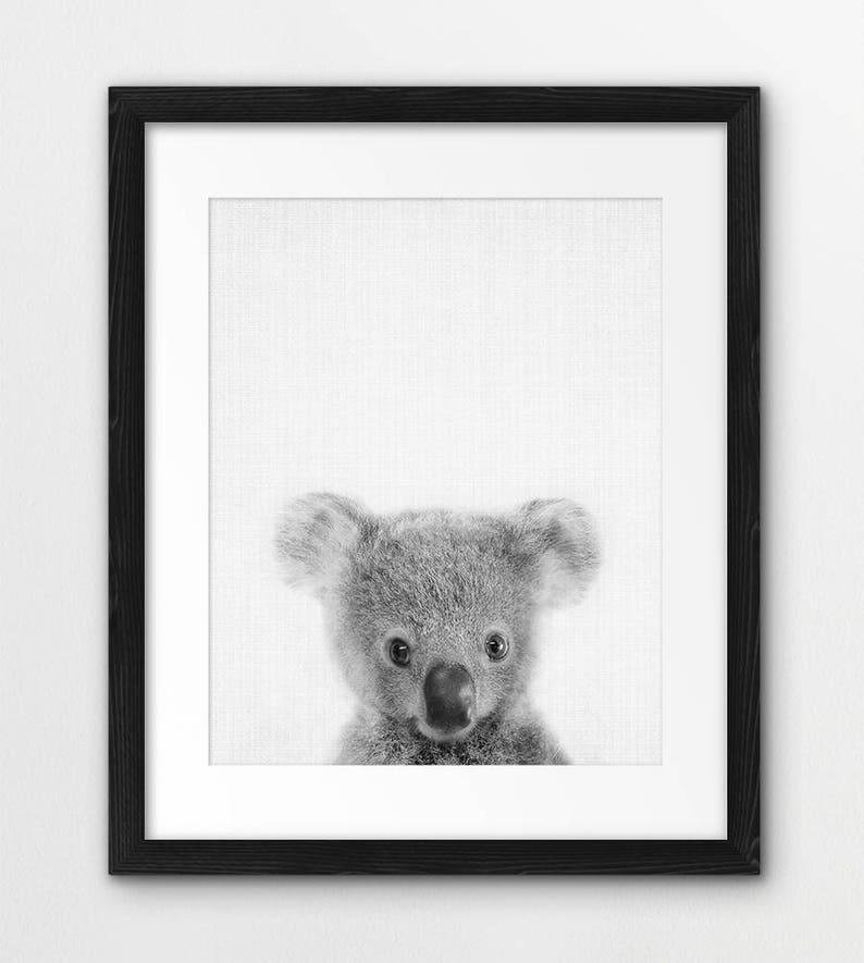 May include: Black and white photo of a koala bear looking directly at the camera. The koala is framed in a black picture frame.