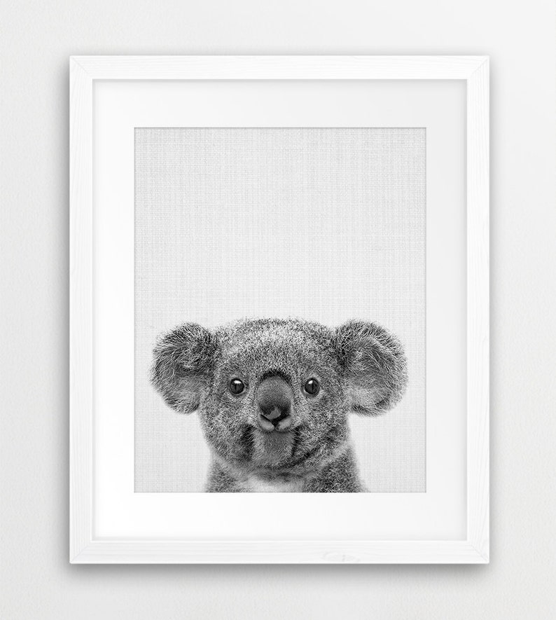 Puede incluir: Fotograf&iacute;a en blanco y negro de un koala mirando directamente a la c&aacute;mara. El koala tiene un aspecto suave y peludo y orejas grandes y redondas.