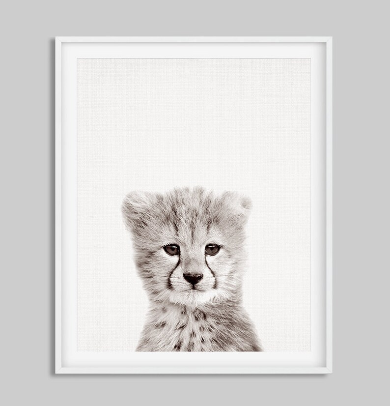 May include: A black and white photograph of a cheetah cub with a soft, fuzzy coat. The cub is looking directly at the camera with big, dark eyes.