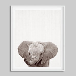 May include: A black and white photograph of a baby elephant with its trunk raised. The elephant is looking directly at the camera with its large ears spread out.