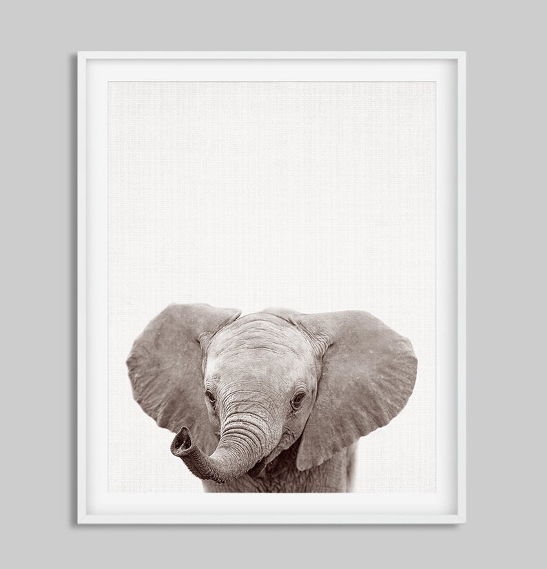 May include: A black and white photograph of a baby elephant with its trunk raised. The elephant is looking directly at the camera with its large ears spread out.