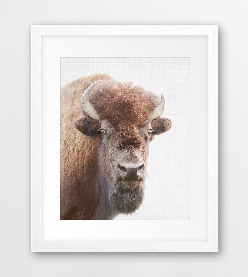 Buffalo Print Bison Wall Art Nursery Animal Print Home Etsy