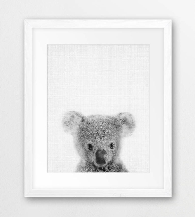 May include: Black and white photo of a koala bear looking directly at the camera. The koala is in a framed print.